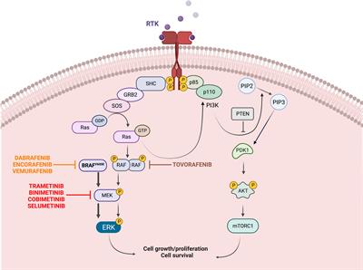 Response and resistance to BRAFV600E inhibition in gliomas: Roadblocks ahead?